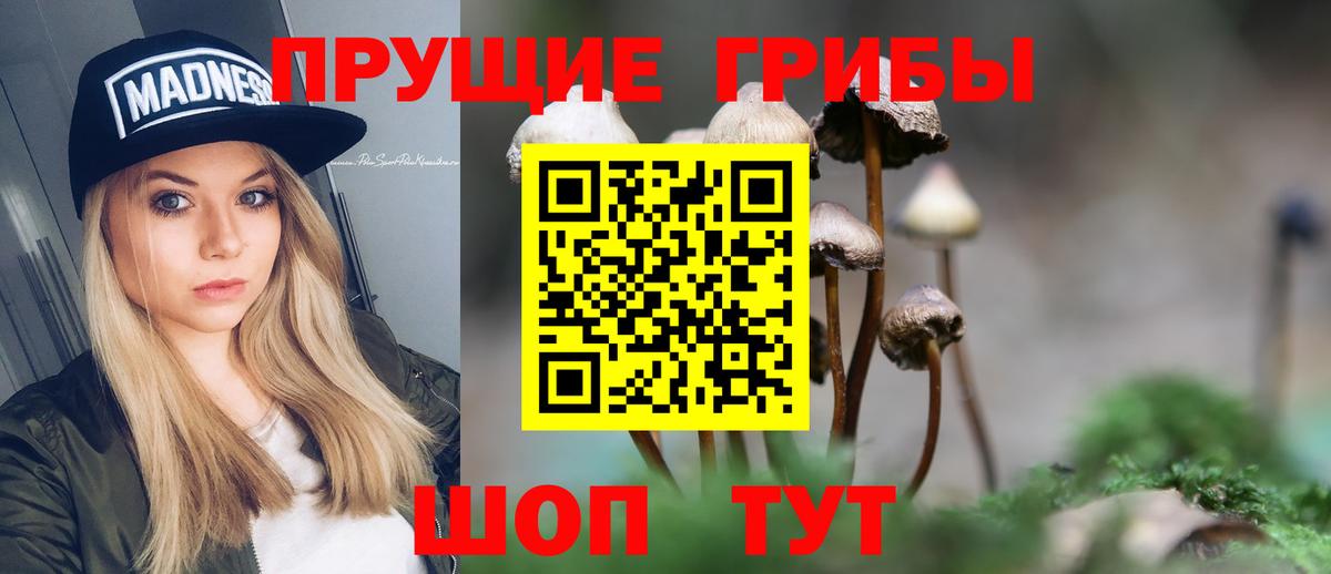 Псилоцибиновые грибы мицелий Кингисепп